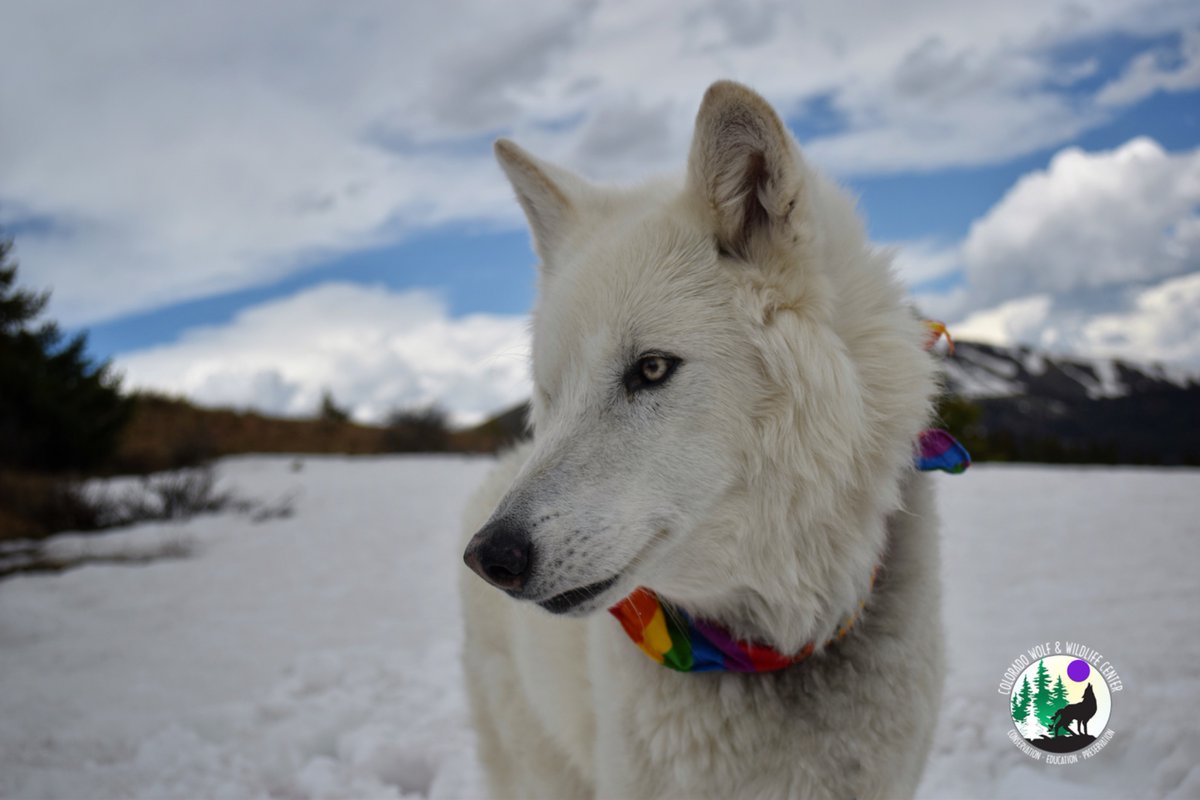 Wolves_at_CWWC's tweet image. June is Pride Month! 🌈
Like wolves, we thrive on bonds, cooperation &amp;amp; acceptance. We celebrate the strength of diversity—because everyone deserves to feel safe, seen &amp;amp; valued, in the wild and in our communities.

📸: Shaya (Off-site ambassador)
#PrideMonth #CWWC #Wolves