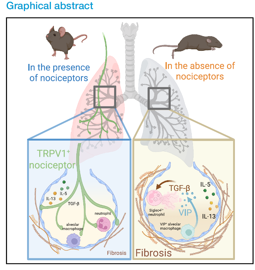 bryan yipp (@bgyipp) on Twitter photo We show new ideas that lung and vagal nerves could be harnessed to prevent, improve or maybe reverse pulmonary fibrosis. <a href="/ActionPFcharity/">Action for Pulmonary Fibrosis</a> <a href="/Breathingmatter/">Breathing Matters</a> <a href="/PFTrust/">PF Trust</a> <a href="/IpfRm/">Idiopathic pulmonary fibrosis</a> @pfforg <a href="/KevinJTraceyMD/">Prof. Kevin J. Tracey, MD</a> authors.elsevier.com/a/1lB8k3qNrU-h… pubmed.ncbi.nlm.nih.gov/40449484/ We show new ideas that lung and vagal nerves could be harnessed to prevent, improve or maybe reverse pulmonary fibrosis. <a href="/ActionPFcharity/">Action for Pulmonary Fibrosis</a> <a href="/Breathingmatter/">Breathing Matters</a> <a href="/PFTrust/">PF Trust</a> <a href="/IpfRm/">Idiopathic pulmonary fibrosis</a> @pfforg <a href="/KevinJTraceyMD/">Prof. Kevin J. Tracey, MD</a> authors.elsevier.com/a/1lB8k3qNrU-h… pubmed.ncbi.nlm.nih.gov/40449484/