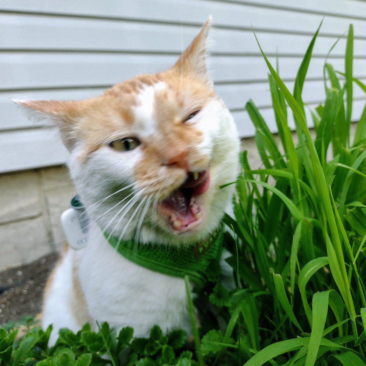 Fwesh and kwisp
A sallid snak
Leefs of gwass
Go in my mouff 

It kwunches loud
As I makes bite
It tikkles as
It gos in tum

#CheddarPoetry #Gwass #Sallid #NummyInMyTummy