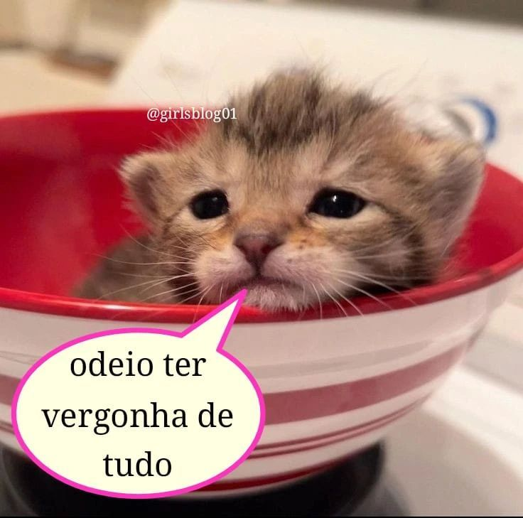 perfil dedicado a gatinhos e peitos (@odeiootaco) on Twitter photo 