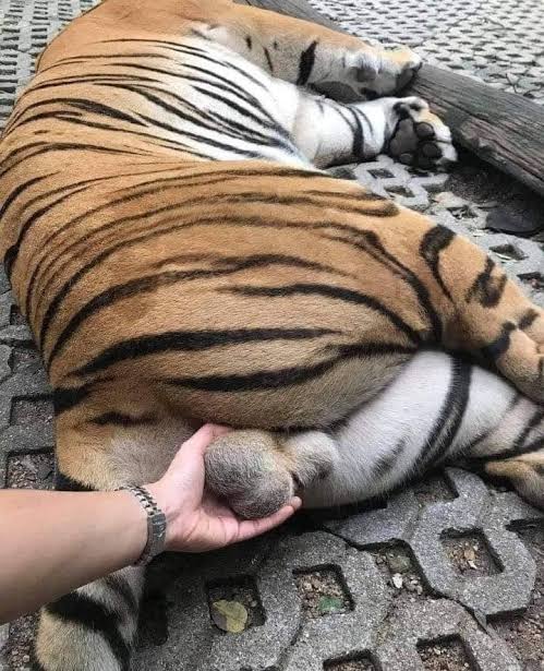 Bangun.. banguun. Katanya mw nerkam??