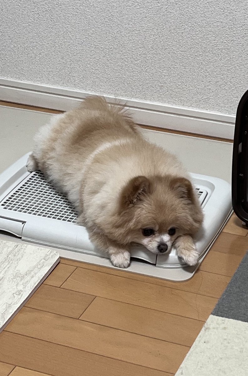 雨でお散歩行けない時のショックぶりが目に見えてわかりやすい