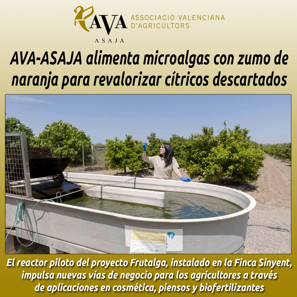 Hostelería en Valencia (Periódico Gastronómico) (@hosteleriaenvlc) on Twitter photo AVA-ASAJA ALIMENTA MICROALGAS CON ZUMO DE NARANJA PARA REVALORIZAR CÍTRICOS DESCARTADOS
hosteleriaenvalencia.com/noticias.asp?i…
<a href="/ava_asaja/">Associació Valenciana d'Agricultors</a> #AVAASAJA #microalgas #zumoDeNaranja #revalorizacion #citricos #sostenibilidad #agricultura #innovacion #Frutalga #cosmeticaNatural #HosteleriaEnValencia AVA-ASAJA ALIMENTA MICROALGAS CON ZUMO DE NARANJA PARA REVALORIZAR CÍTRICOS DESCARTADOS
hosteleriaenvalencia.com/noticias.asp?i…
<a href="/ava_asaja/">Associació Valenciana d'Agricultors</a> #AVAASAJA #microalgas #zumoDeNaranja #revalorizacion #citricos #sostenibilidad #agricultura #innovacion #Frutalga #cosmeticaNatural #HosteleriaEnValencia