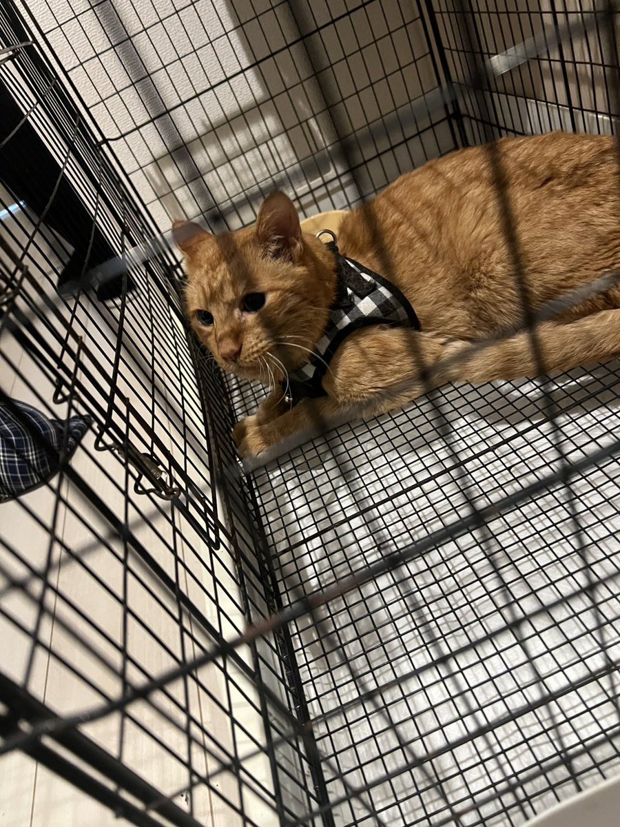 【拡散希望】
埼玉県さいたま市見沼区で迷い猫ちゃん？を保護しました！黒の縞々模様のハーネス付きのチャトラちゃんです🥲
かなり人懐っこいので保護しましたが
心当たりがある方、お知り合いの猫かな？などあればご連絡ください🙇

#迷い猫　#拡散希望　
#埼玉県　#見沼区　#猫脱走
 #チャトラ