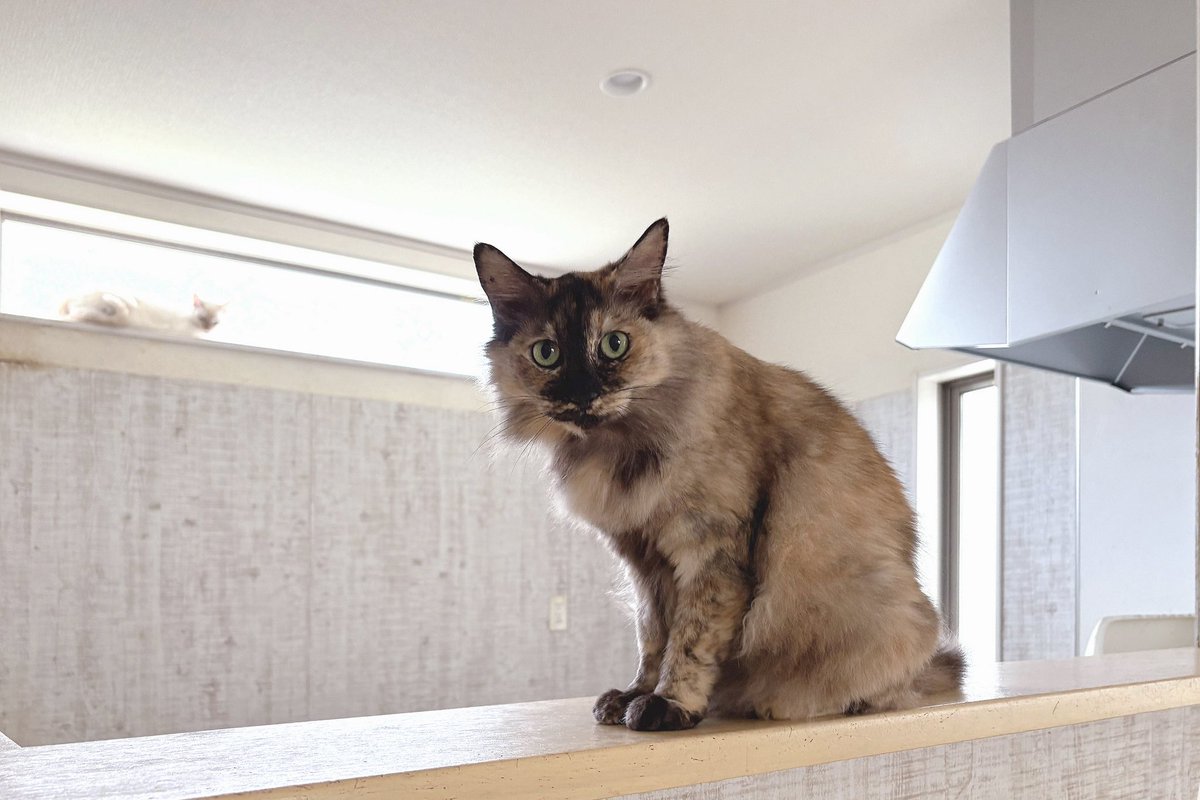 夏毛のシャアちゃん🐈
左の窓辺の子はシロちゃんです。

シャアちゃんは保護したての時シャーシャーだったのでシャアちゃんと命名しましたが、最近は甘えて撫でさせてくれます☺️
でも変な動きするとまだシャー！って言われますけどね…