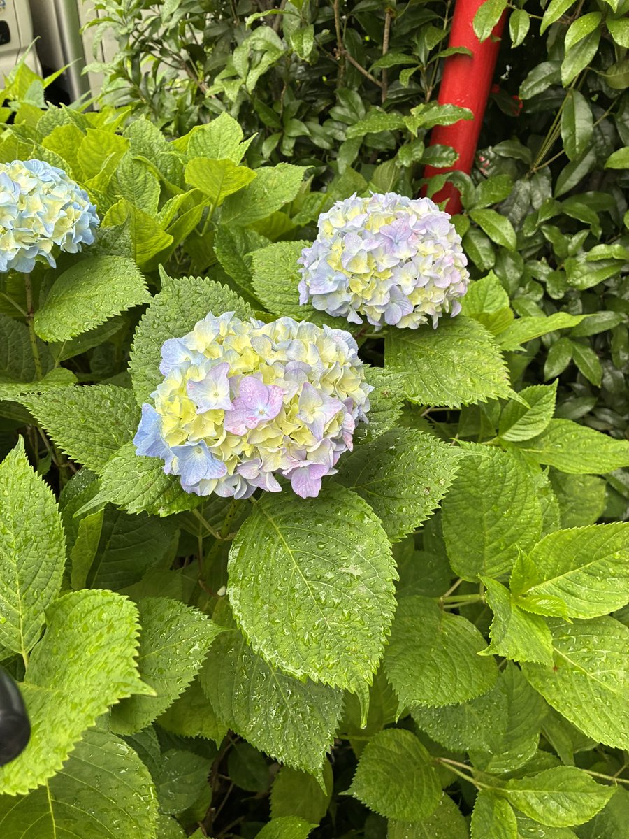 DimancheCafe's tweet image. こちらもとうとう梅雨入りです。少し憂鬱だけど、夏はすぐそこ、少しの間、雨☔模様を楽しみますか。