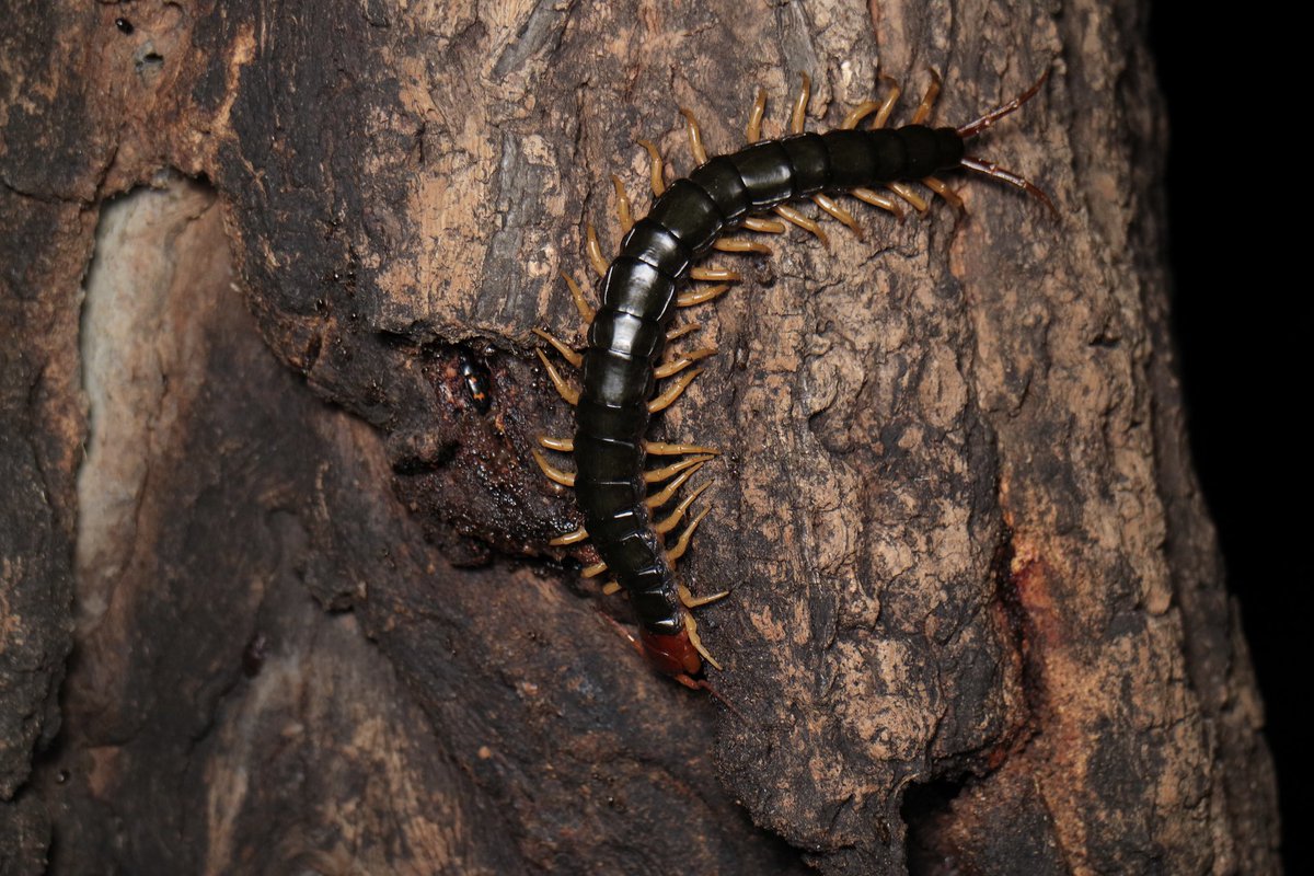 トビズムカデ
𝘚𝘤𝘰𝘭𝘰𝘱𝘦𝘯𝘥𝘳𝘢 𝘮𝘶𝘵𝘪𝘭𝘢𝘯𝘴