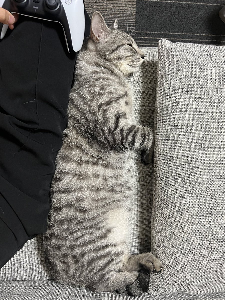 買った覚えのないクッションある