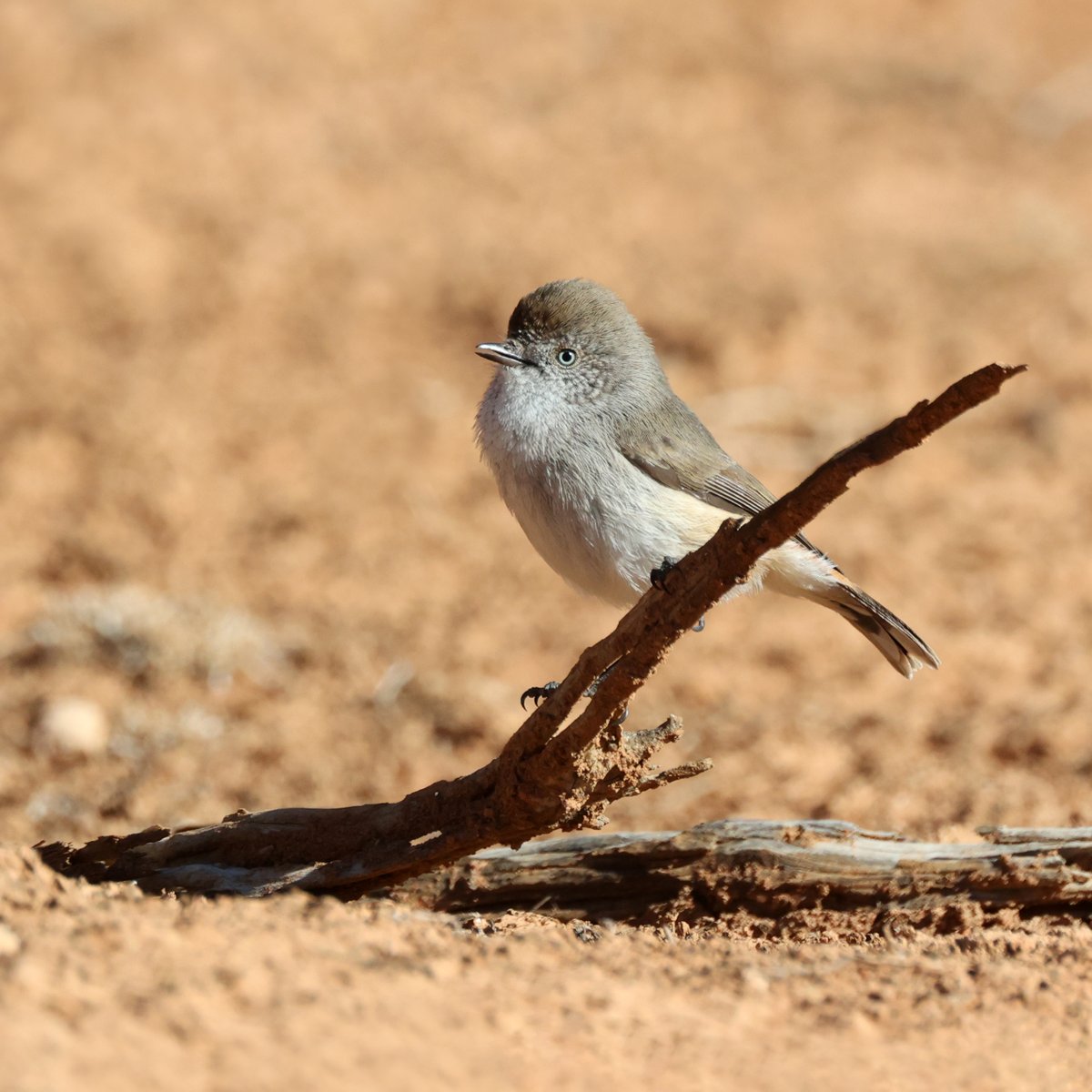 Chestnut-rumped thornbill.
Gluepot Reserve, South Australia.