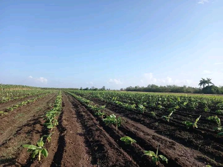 Incrementar la producción de alimentos en #LasTunas constituye una prioridad. Las principales autoridades de la provincia recorren el Polo Productivo en Jesús Menéndez constatando avances en la siembra y cosecha. #PorLasTunasLaVictoria <a href="/LorenzoOsbel/">Osbel Lorenzo</a> <a href="/YelenysLasTunas/">Yelenys Tornet Menéndez</a>