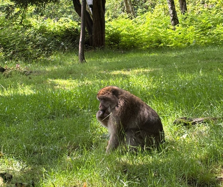 On Friday, the new year 9 photography students spent their first photography lesson at Trentham Monkey Forest, home to 140 free-roaming barbary macaques.🐒They went on to visit Trentham Gardens, 725 acres of award-winning gardens and ancient woodland. 🌳🌲🌷 #photographystudents