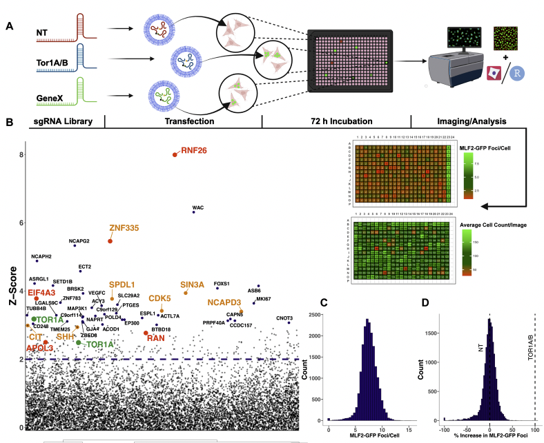 🔬 Key findings:
-RNF26 and ZNF335 protect against harmful protein buildup.
-identification of compounds that have potential to counteract toxic condensates.
-Links to zinc biology, autophagy, and oxidative stress offer new therapeutic angles.