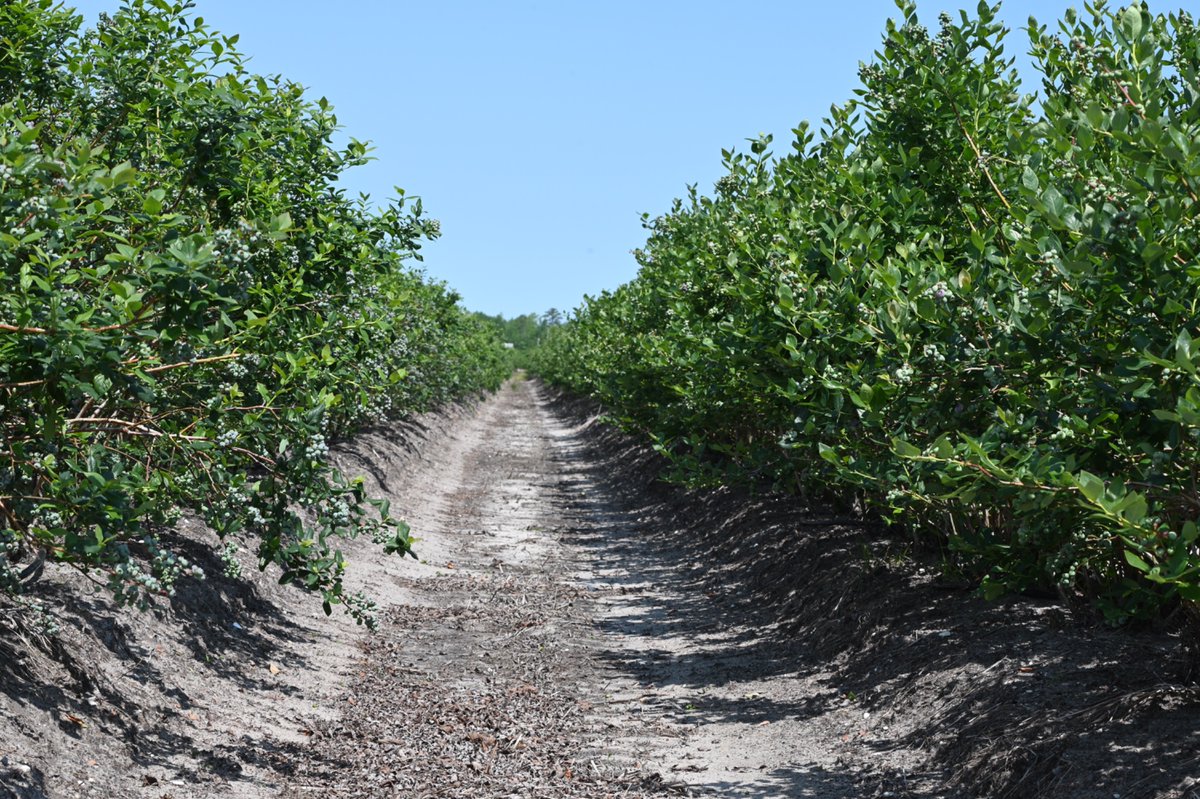 A BERRY COOL USE OF KITES: New photos of an 80-acre #blueberry #farm that was recently permanently preserved in the #NewJersey #Pinelands and flies kites, among other measures, to keep seagulls from gobbling their berries. 

📷: Paul Leakan, NJPC