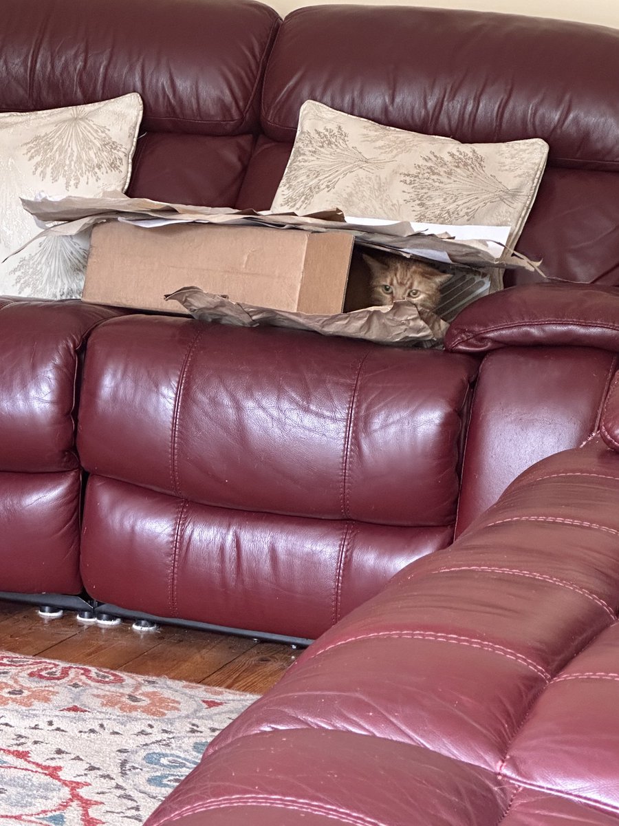 Show me a box, no matter how small, or where it is, our cats will go in it.
