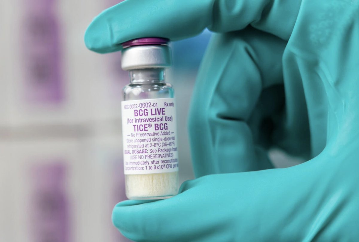Weill Cornell Medicine Pathology (@wcmcpathology) on Twitter photo “#BCG therapy has been one of the most successful #immunotherapies for #cancer, and now it’s clear it improves the innate immune system’s ability to fight cancer,” said our <a href="/WCMCPathology/">Weill Cornell Medicine Pathology</a> colleague Dr. Steven Josefowicz (<a href="/JosefowiczLab/">Josefowicz Lab</a>).
Learn more: pathology.weill.cornell.edu/news/new-insig… “#BCG therapy has been one of the most successful #immunotherapies for #cancer, and now it’s clear it improves the innate immune system’s ability to fight cancer,” said our <a href="/WCMCPathology/">Weill Cornell Medicine Pathology</a> colleague Dr. Steven Josefowicz (<a href="/JosefowiczLab/">Josefowicz Lab</a>).
Learn more: pathology.weill.cornell.edu/news/new-insig…