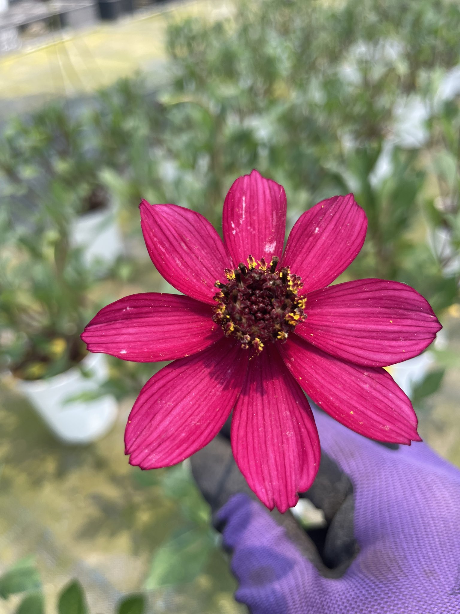 お値下げ‼️トールペイント薔薇とチョコレートコスモスと小花たちのリース、ミラー兼用 お値下げ‼️トールペイント薔薇とチョコレートコスモスと小花