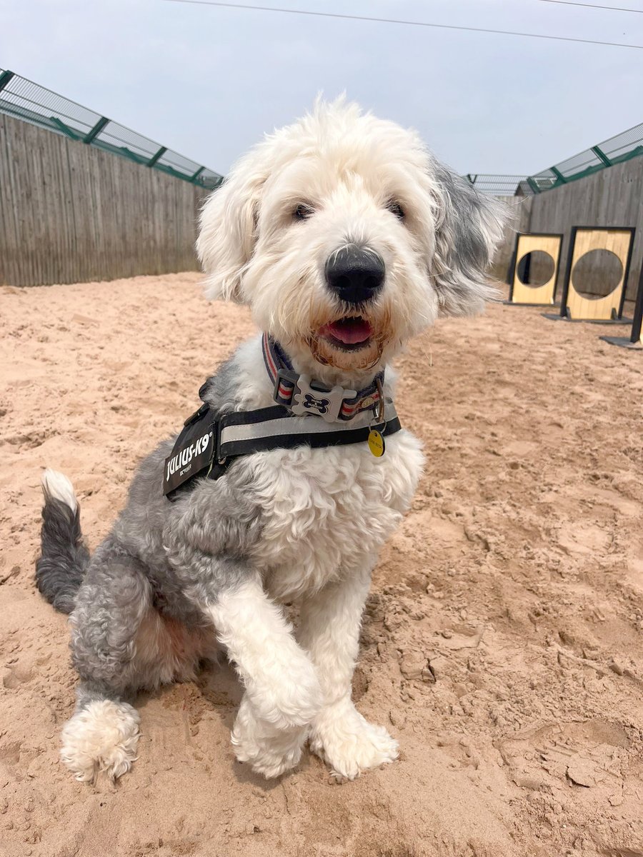 We're OBSESSED with Dolly! 😍😍😍

This beautiful, adorable #OldEnglishSheepdog is 3yrs old and she's looking for her forever home now! 🐶🏡🤞

Go check her out 👉 bit.ly/4dTra6d

#RescueDog #AdoptDontShop #CuteDog #Leeds <a href="/DogsTrust/">Dogs Trust 💛🐶</a>