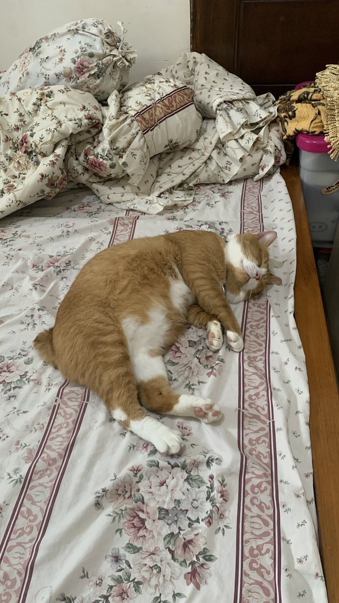 gembulgembroot's tweet photo. Udah pindah ke seprai tp tetep tidur https://t.co/bFiFkAqJqF