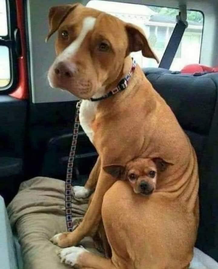 I had adopted her but she refused to come away with me.  It was weird because dogs can't wait to leave the kennel. She was crying and stubbing her paws.  I should have dragged her.  But when I looked down I understood the reason and I had to make a CHOICE "When the time came to