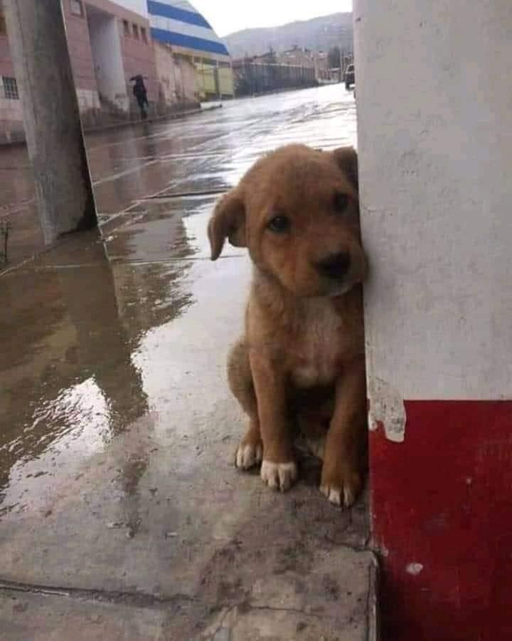 It is not easy to be cold and without a home🥺!