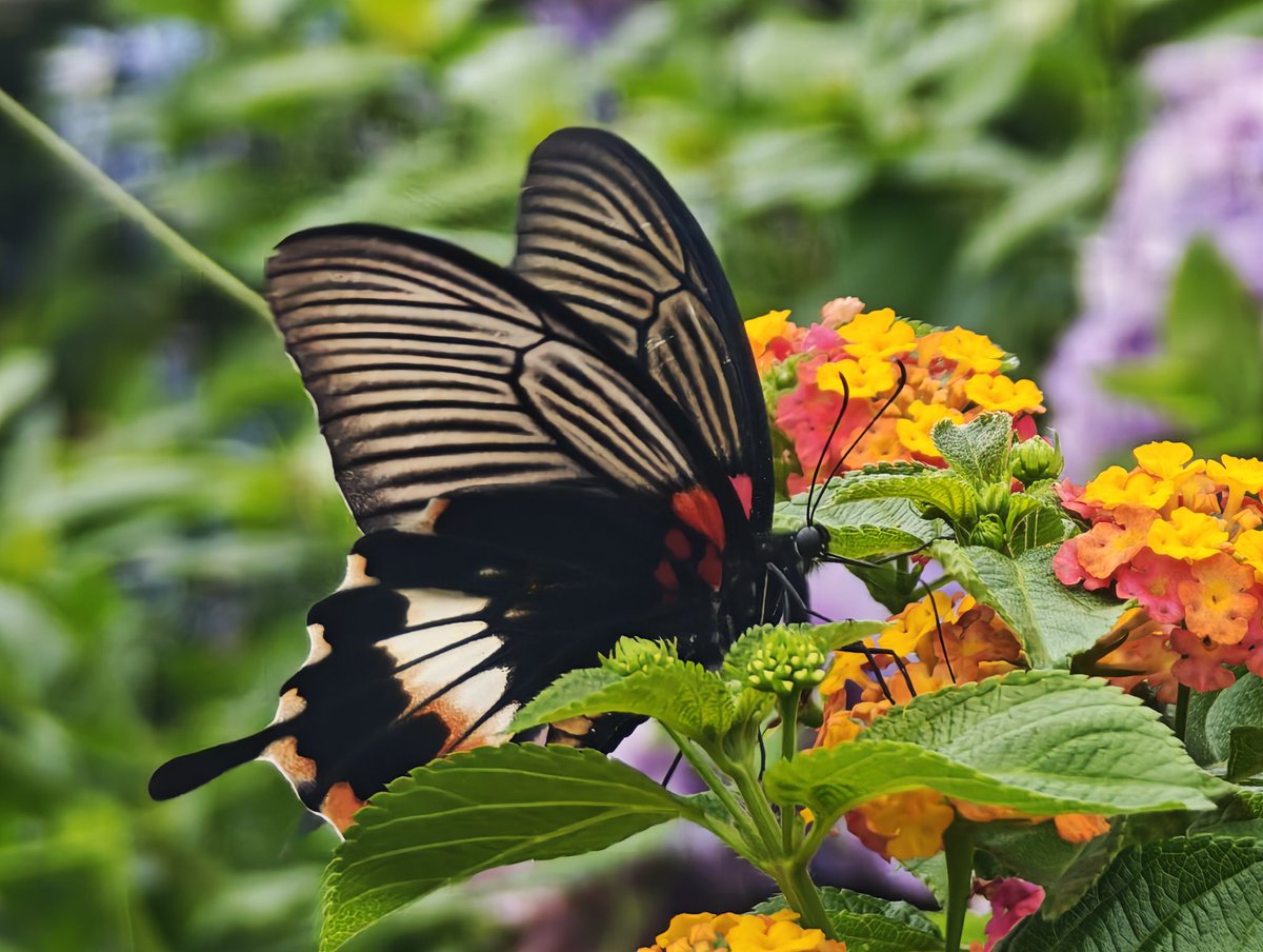 orbis (@dwarvenrockcake) on Twitter photo 