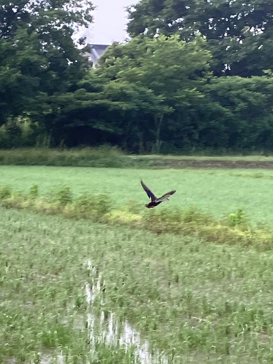 #鴨　#ウオーキング 
#豊作

今朝のウオーキングで、 出会った鴨🦆！

黙々と田の草や虫を食べて、田圃を綺麗にしています。

稲の発育も順調で、今年も豊作を祈ります🙏
okashigeo.com