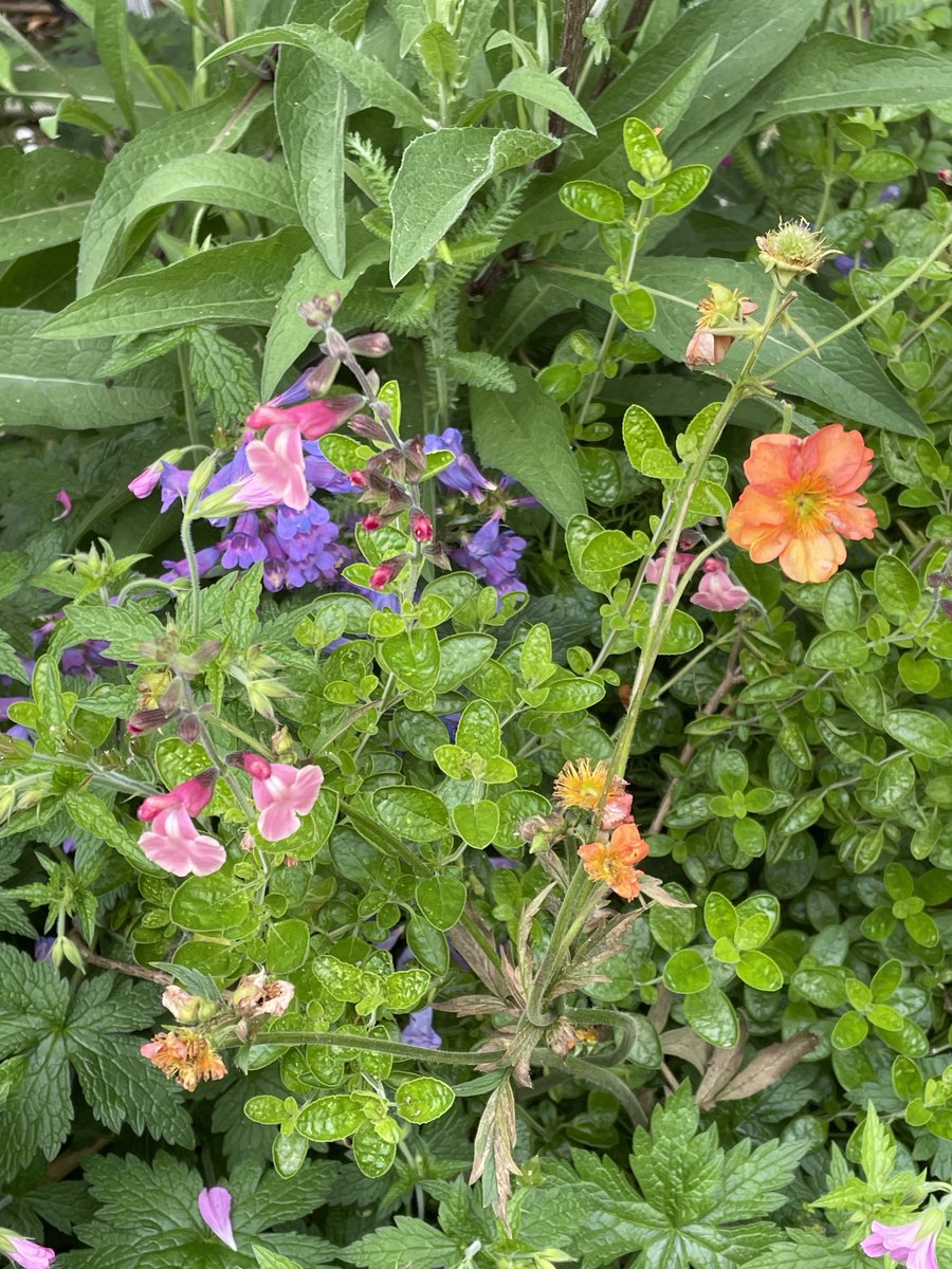 helen21206699's tweet photo. Good morning from my little #cottage #garden #salvia #geum #penstemon https://t.co/yqpMRt05iB
