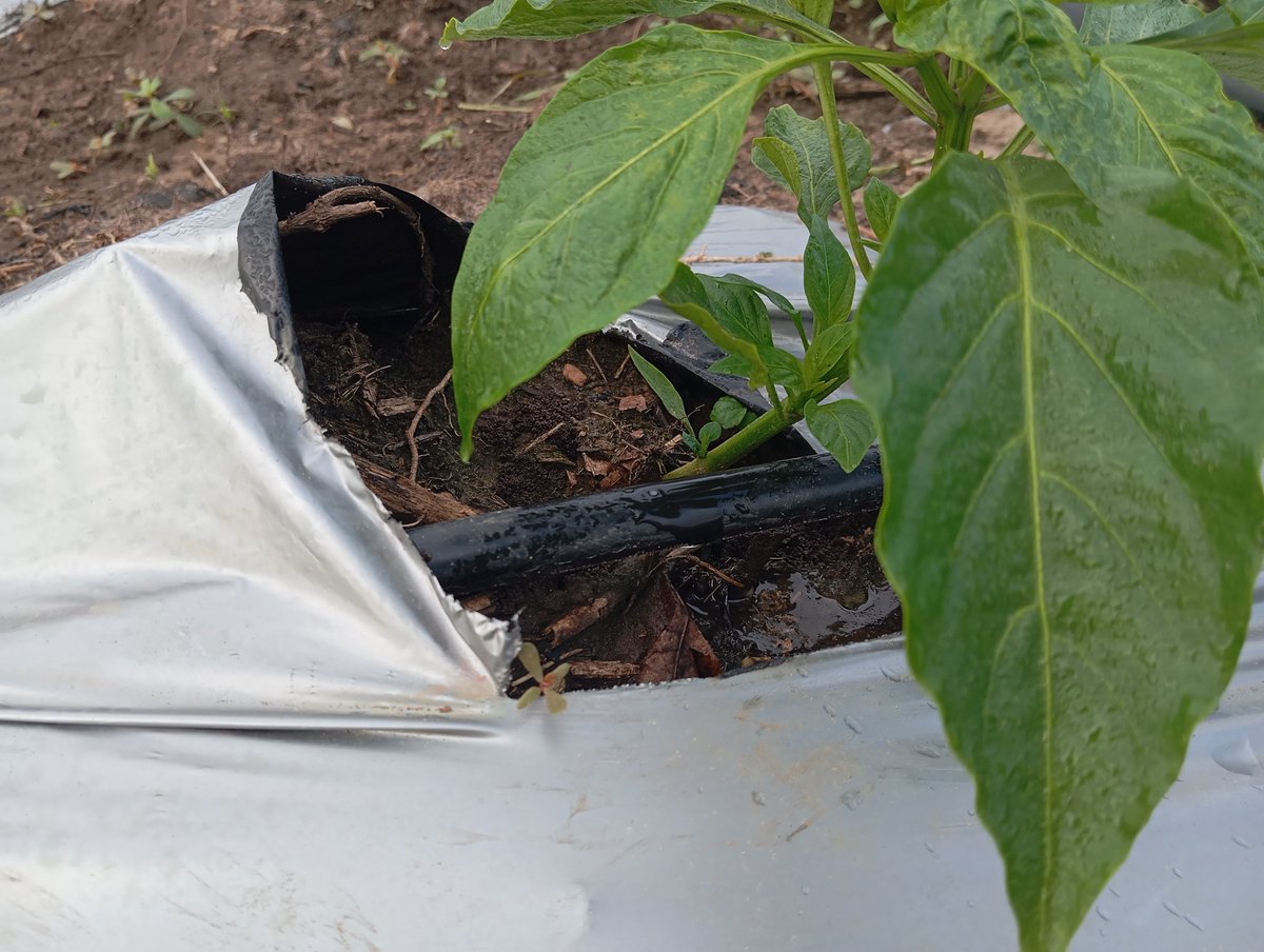 1. Corinthians 3:6 good morning from this end🫑✌️