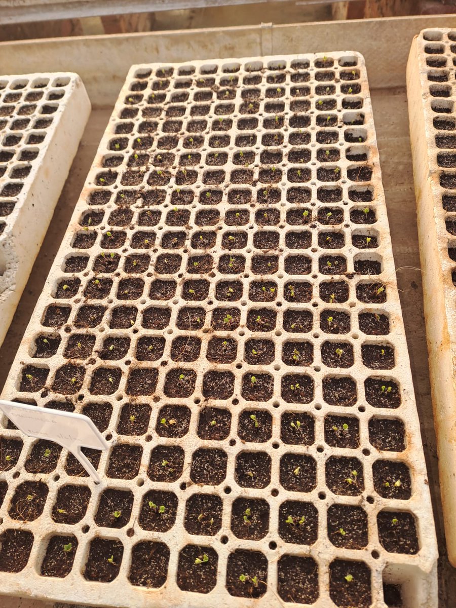 kokiebaloyi26's tweet photo. First batch of seedlings germinating so well regardless of the weather. 💚💚🌱🌱 https://t.co/RyIvhhlRV5