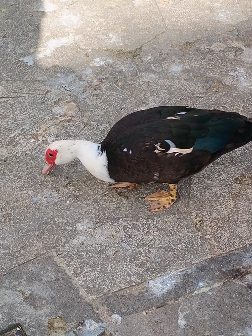 謎の鳥いすぎやねんけど