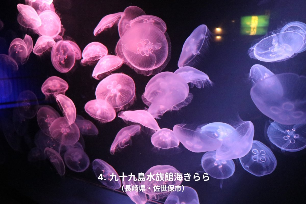 ふわふわと水中を漂う✨
幻想的な #クラゲ が見られる水族館をご紹介します🪼

1️⃣ サンシャイン水族館（東京都豊島区）
2️⃣ 四国水族館（香川県綾歌郡宇多津町）
3️⃣ マリンワールド海の中道（福岡県福岡市）
4️⃣ 九十九島水族館海きらら（長崎県佐世保市）