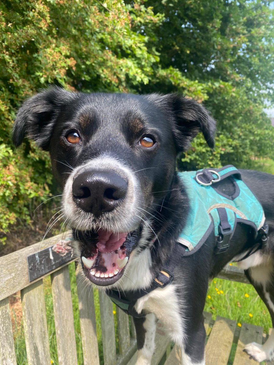 Stuart the week right and give Domino a big #BOOP!! 👆

Swipe 👈 to see his reaction! 😍🤣

Check Domino out on our website👉 dogstrust.org.uk/rehoming/dogs/…
 He's looking for his forever home now!

#Rescuedog #adoptdontshop #BorderCollie #leeds #boop #boopmynose <a href="/DogsTrust/">Dogs Trust 💛🐶</a>