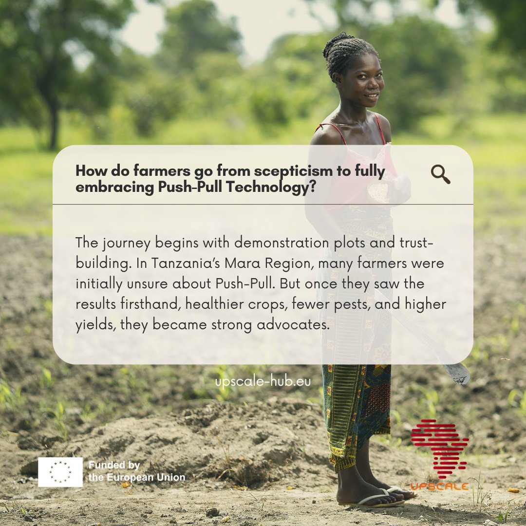 upscale_h2020's tweet image. 🌽 How do farmers go from scepticism to fully embracing Push-Pull Technology?
✅ Training by local experts and fellow farmers
✅ Simple, visible results from real plots
✅ Support with seeds and materials
✅ Confidence from peer success stories
📖 upscale-h2020.eu/from-trials-to…