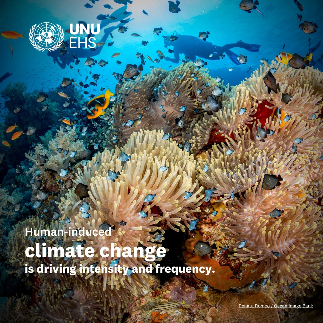 DYK #heatwaves🔥 occur in #oceans🌊 too?
Due to human-induced climate change, #MarineHeatwaves are becoming more intense and frequent.
Read more: unu.edu/ehs/article/5-…