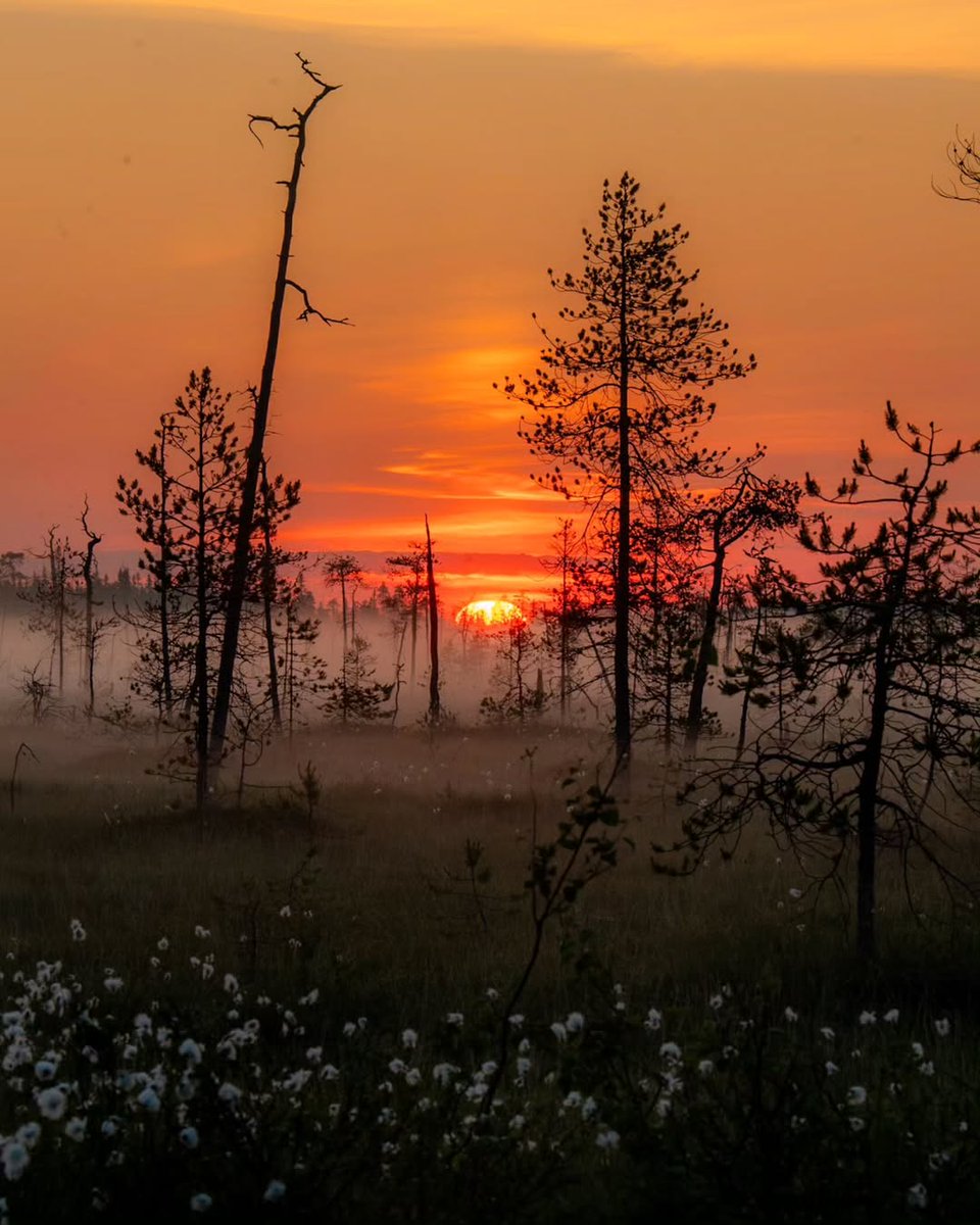 Discovering Finland tweet media