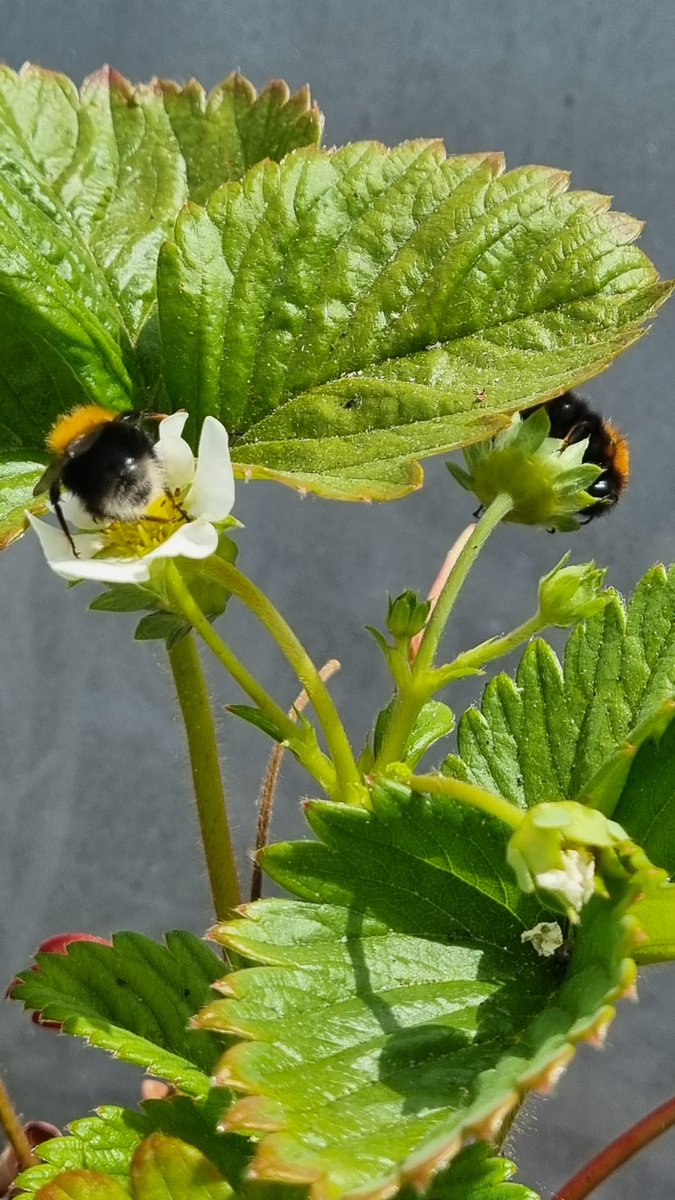 Prachtige beestjes en nog altijd worden hommels doodgespoten! Waarom? Zijn eenjarige onschuldige en zeer nuttige bestuivers #hommels #bumblebees #wildebijen #pollinators