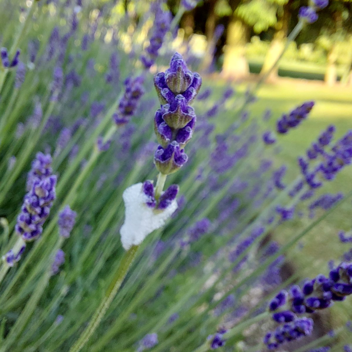 SyngentaOCUK's tweet image. 🚨 Alert: Meadow Froghoppers peak in May-June! Look for foam masses ("cuckoo spit") on stems. These 6mm insects affect roses, willows &amp;amp; lavender. Heavy feeding causes plant deformation. Tip: Early AM control with strong water spray works for mild cases. #GardenPests #PlantHealth