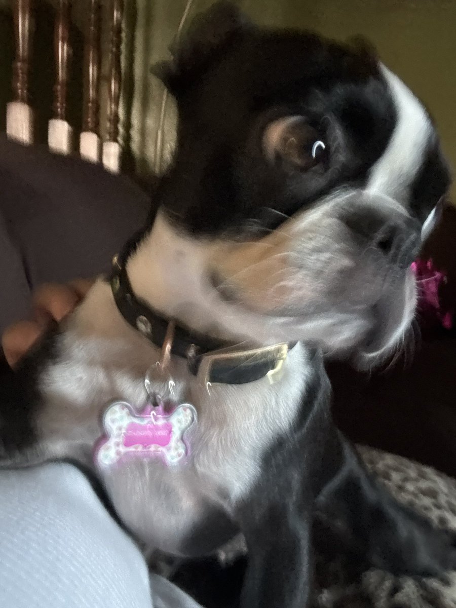 sagmoonicon's tweet photo. i 🩷 my dogs https://t.co/i9DzRi8N0k