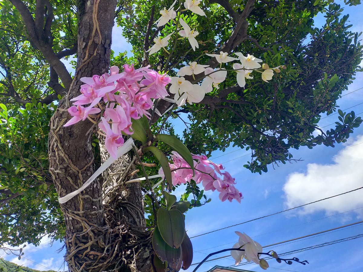 ＃奄美 ＃大熊 ＃着生ラン
綺麗すぎじゃろ