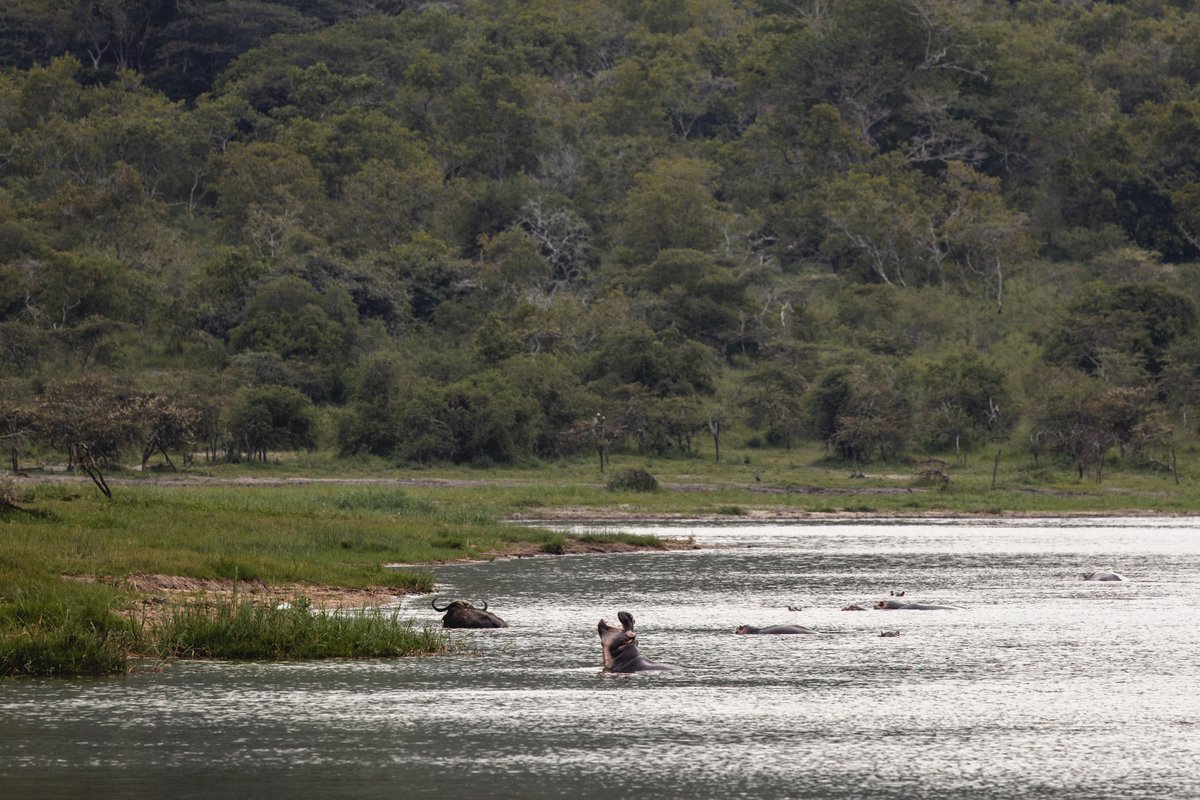 Visit Rwanda (@visitrwanda_now) on Twitter photo 📸 Wildlife spotting moments in <a href="/AkageraPark/">Akagera National Park</a> 🦏🦁🐘🐃
Start your adventure at visitrwanda.com
📍 Magashi Camp by <a href="/WeAreWilderness/">Wilderness</a>
#VisitRwanda 🇷🇼 📸 Wildlife spotting moments in <a href="/AkageraPark/">Akagera National Park</a> 🦏🦁🐘🐃
Start your adventure at visitrwanda.com
📍 Magashi Camp by <a href="/WeAreWilderness/">Wilderness</a>
#VisitRwanda 🇷🇼
