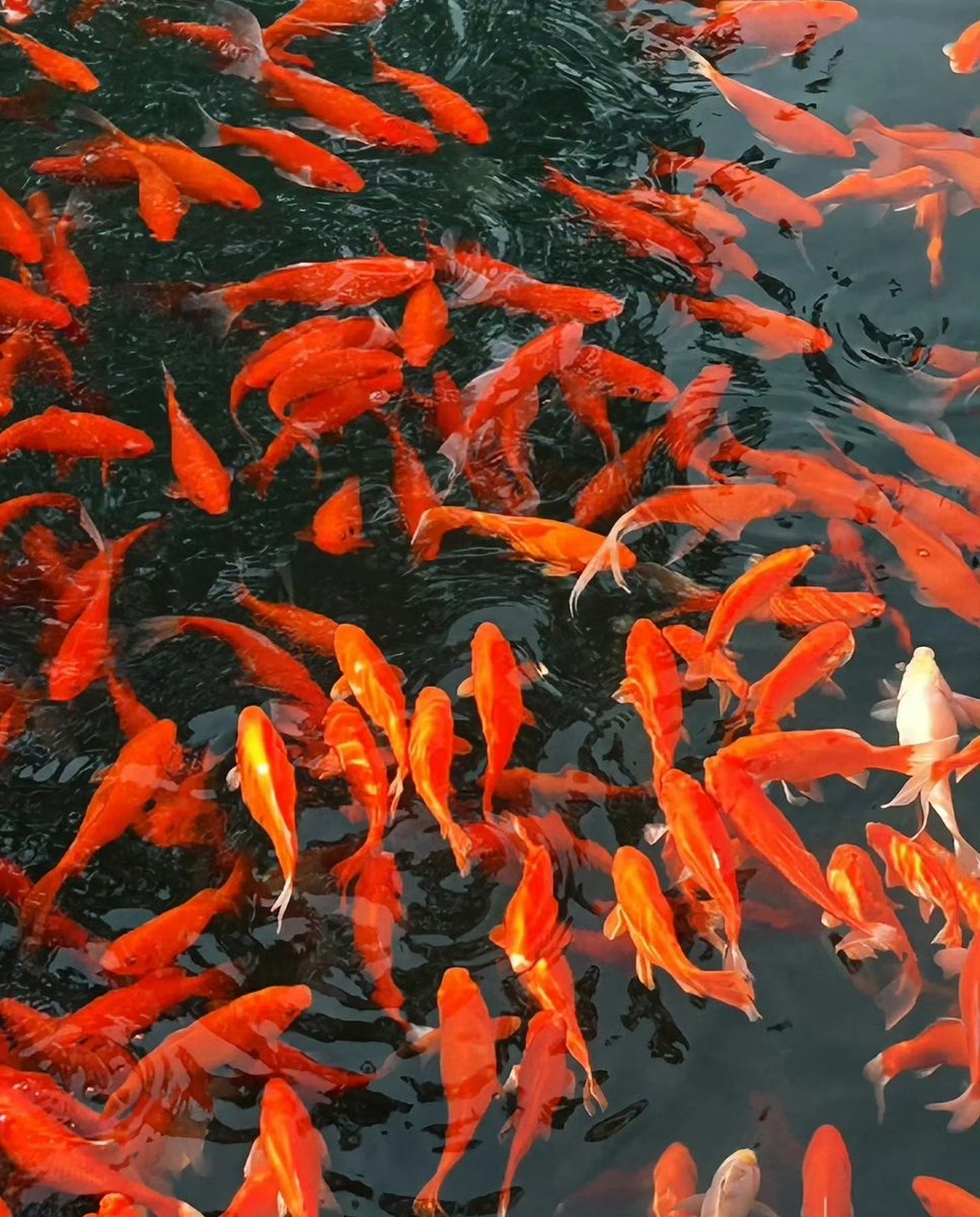 前程似锦