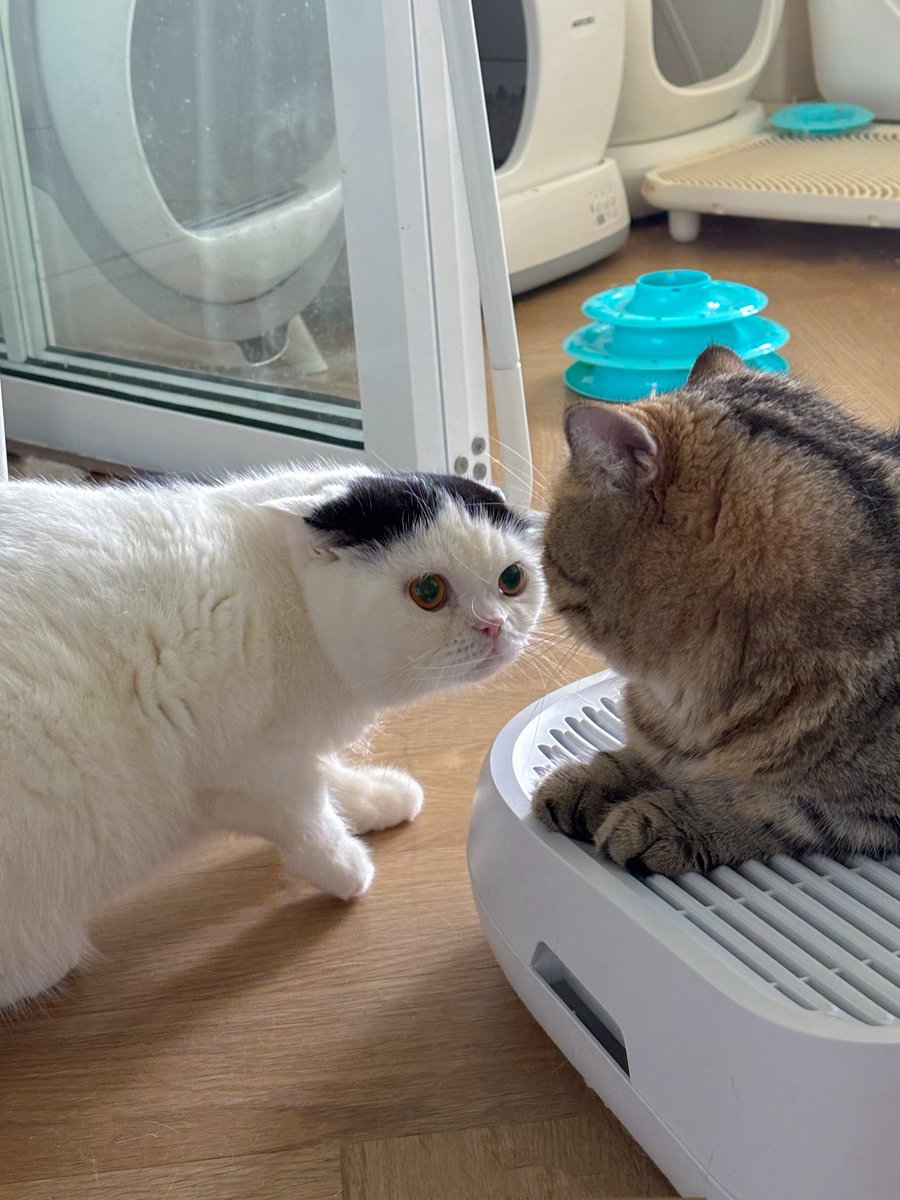 อยู่ๆลูกงัวก็หน้าแก่😂