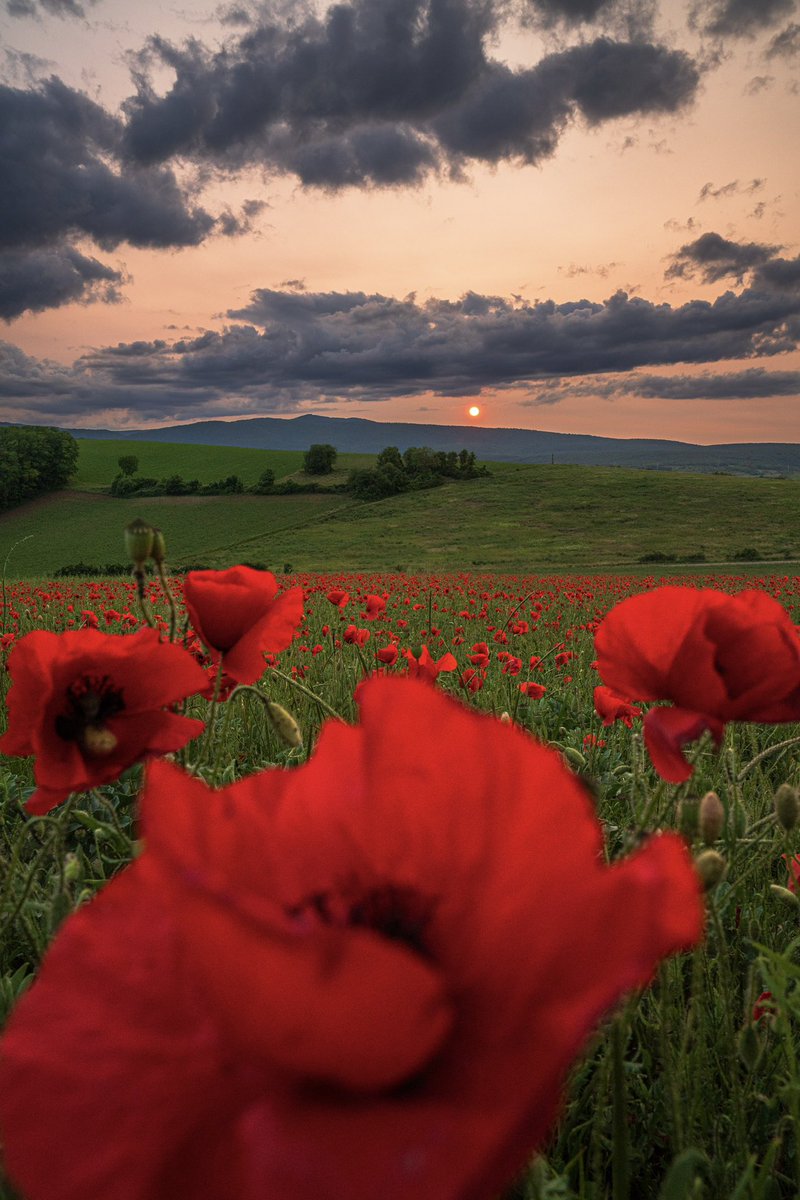 CedricSchell's tweet image. Hier soir, j'ai immortalisé le timide coucher de soleil en le photographiant devant le seul champ de coquelicots que j'ai réussi à trouver cette année.