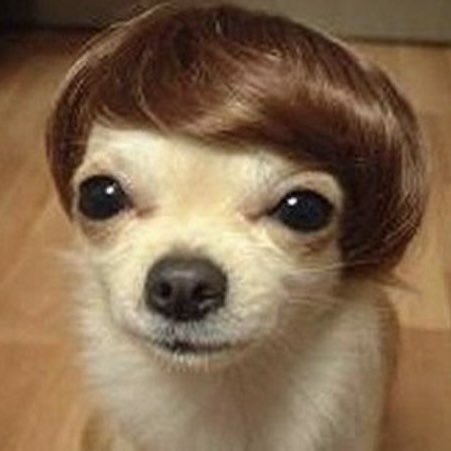 wepfiles's tweet image. นี่น้องวิลเลี่ยมรึเปล่า 🐶😎🍃