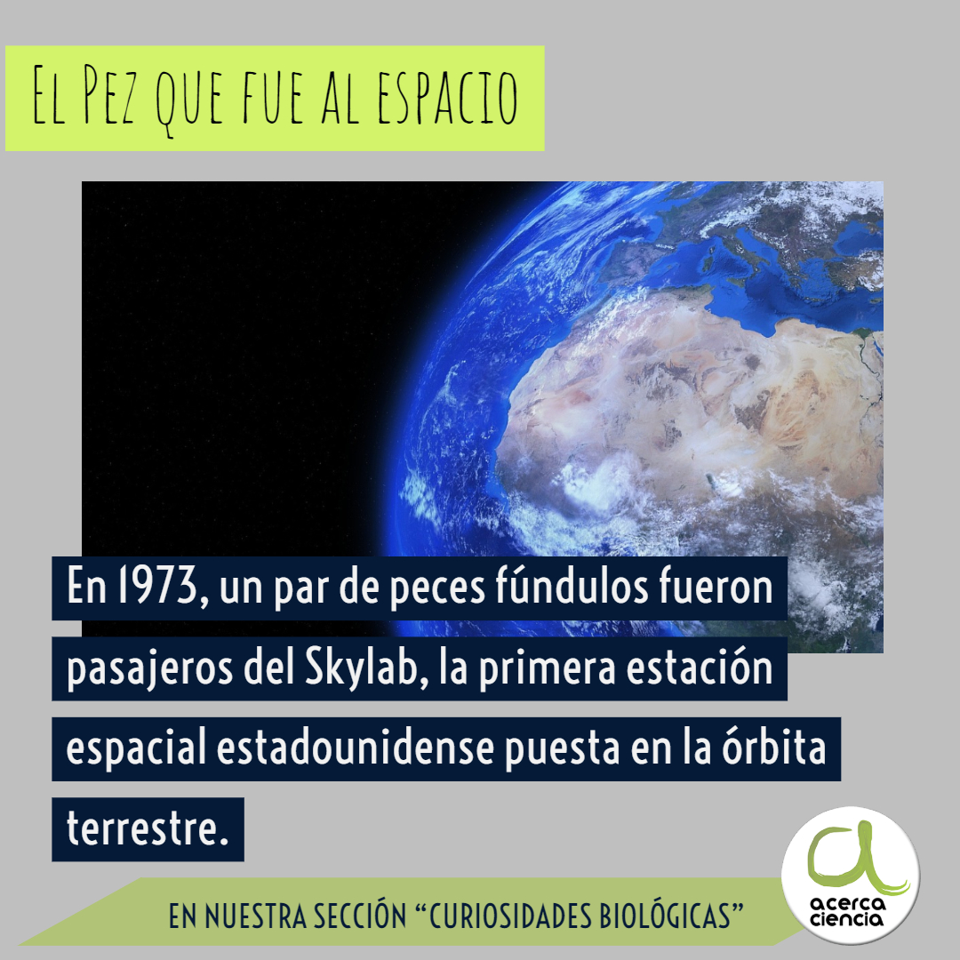 "El pez que fue al espacio": post de <a href="/emma_obrien_e/">Emma O´Brien</a>  en nuestra sección de #CuriosidadesBiológicas acercaciencia.com/2019/03/24/el-…