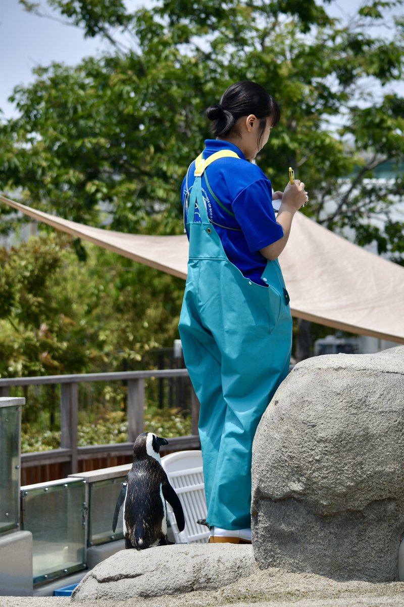 ペンにゃん🐧餌やり
新人スタッフさんの足元で見守るペンにゃんかわゆす(*´ω`*)

 #仙台うみの杜水族館