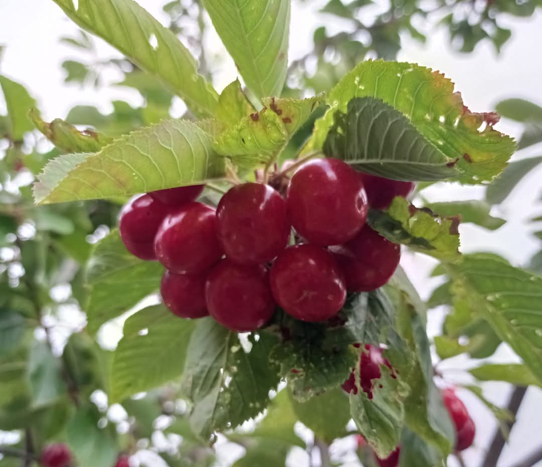 DelfinaMonfort's tweet photo. Tiempo de cerezas🍒🍒 #delicatesen #arbolesfrutales  #zerezos #frutadeltiempo #exquisiteces @arboles_magicos @Hojasdelbosque @BosqueHabitado https://t.co/p2f3OXpGpw
