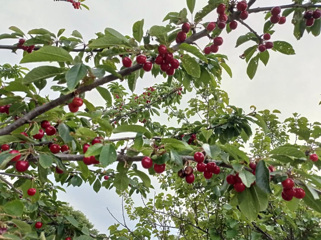 DelfinaMonfort's tweet photo. Tiempo de cerezas🍒🍒 #delicatesen #arbolesfrutales  #zerezos #frutadeltiempo #exquisiteces @arboles_magicos @Hojasdelbosque @BosqueHabitado https://t.co/p2f3OXpGpw