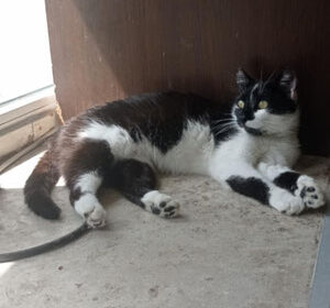 Junge Katze sucht ein liebevolles Zuhause 🍀🐾
Michelle 🥰ist eine unglaublich liebe und sanfte Seele.
Sie ist am 23.09.2024 geboren.

tiervermittlungshilfe.de/michelle-%e2%9…