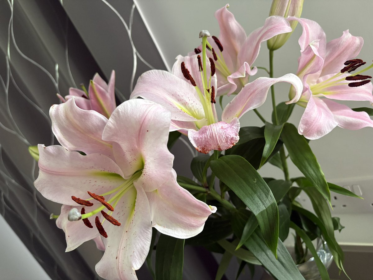 This week’s flower power are pink lillies.